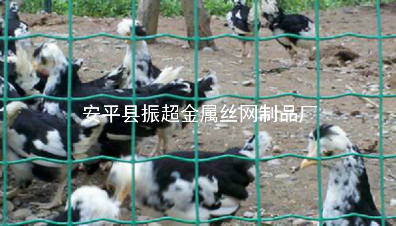 圈雞鴨用鋼絲網-http://www.tigii.cn