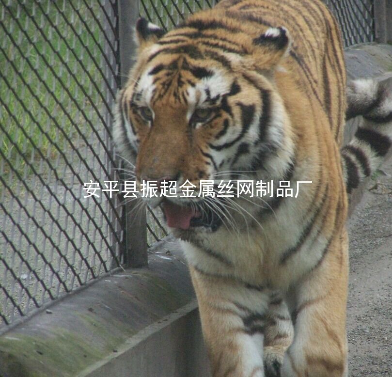 老虎防護網 動物用鐵絲網-安平縣振超金屬絲網制品廠www.tigii.cn