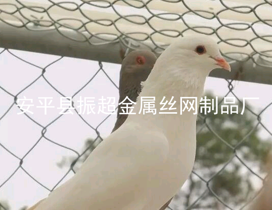 圈鴿子圍網,鴿子籠-www.tigii.cn