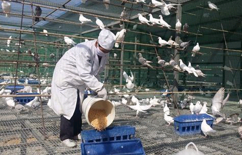 鴿子漏糞網-www.tigii.cn