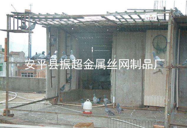 圈鴿子圍擋圍網,鴿子圍欄-www.tigii.cn